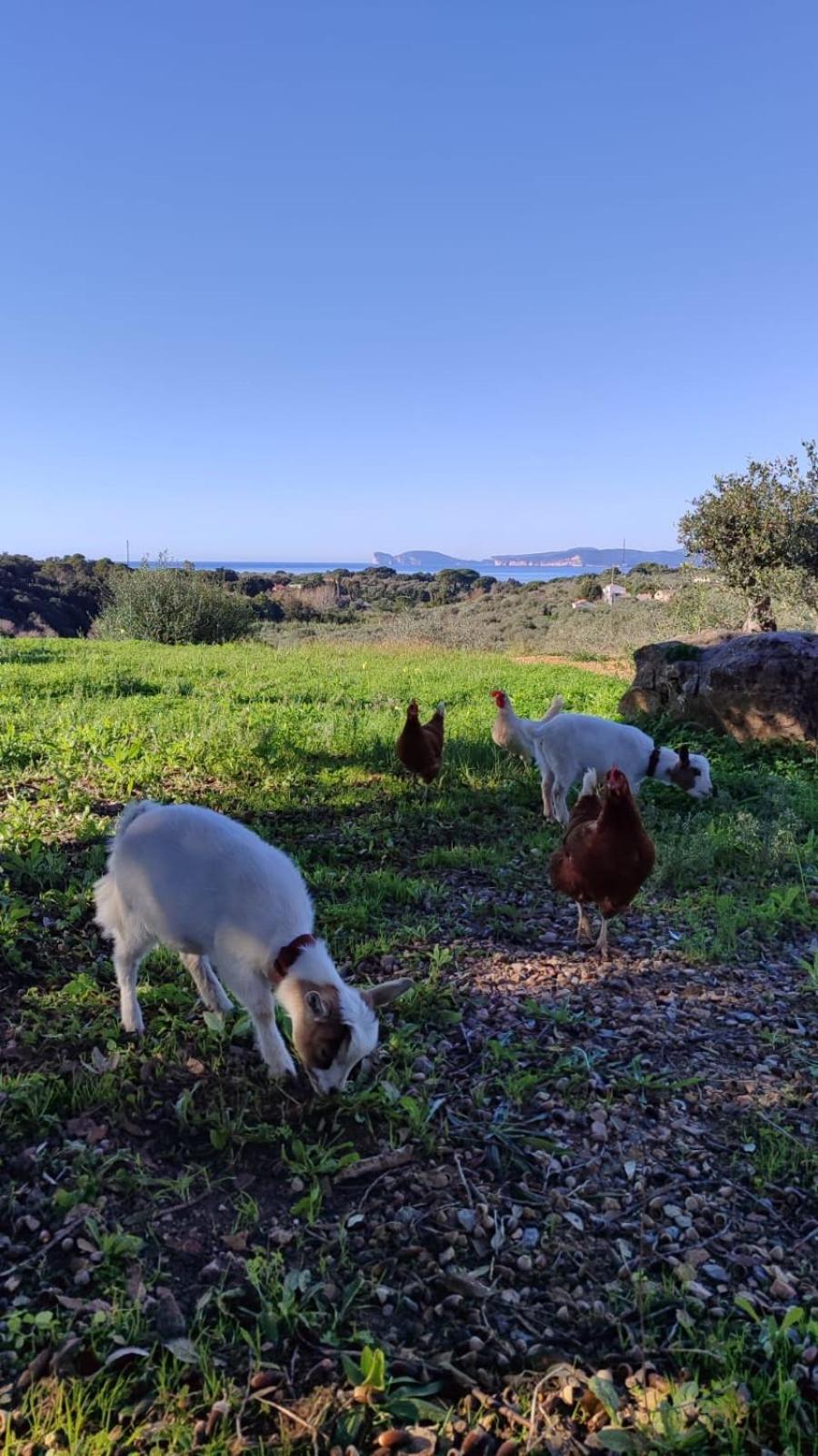Villa Boeddu, Relax Tra Mare E Campagna 阿尔盖罗 外观 照片